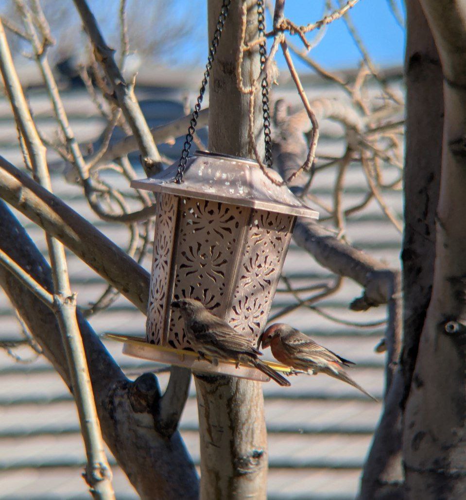 image of finches on bird feeder in tree